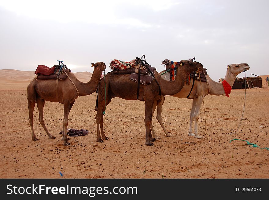 Camels in the Sahara Desert, Morocco