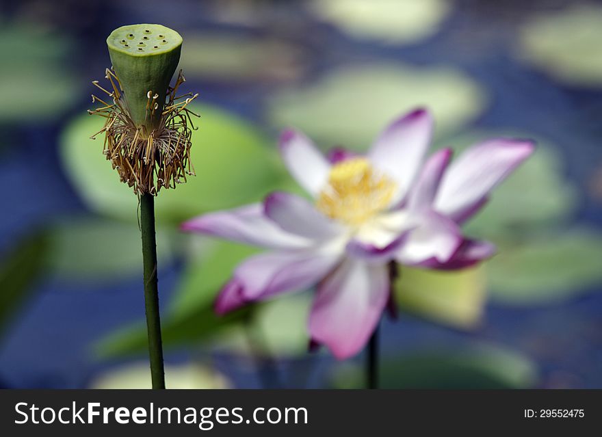 Close-up on some lotus flowers