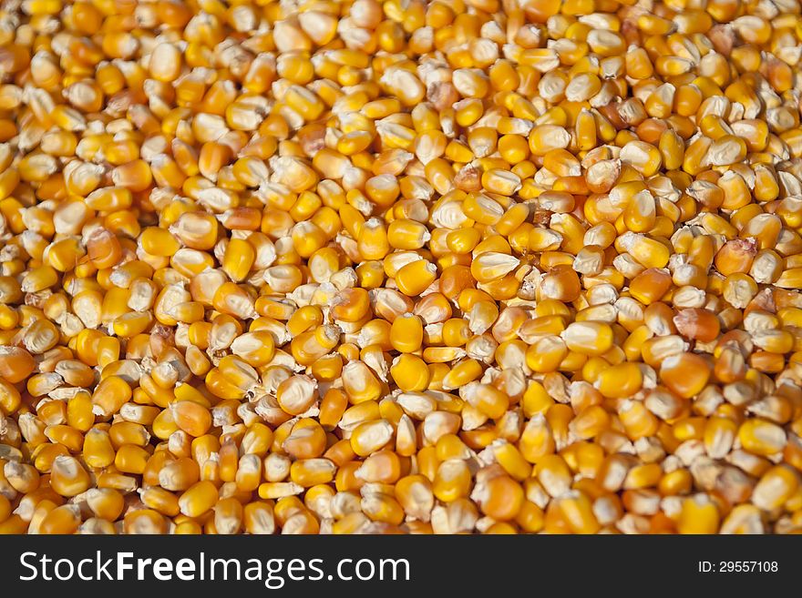 Corn Seeds