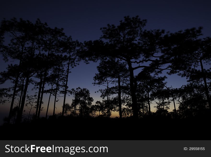 Pine tree silhouette on mountain sunset