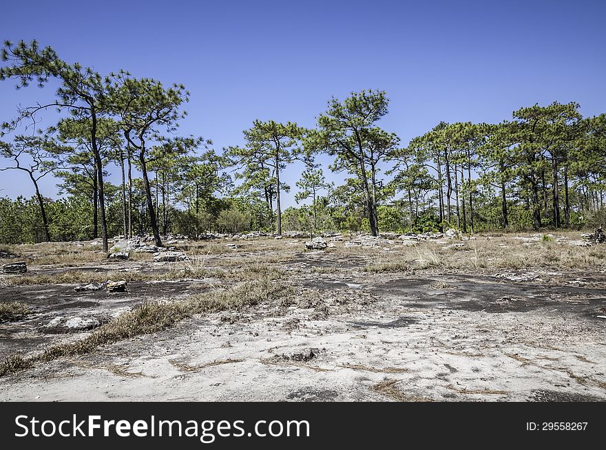 Pine trees in the forest with blue sky