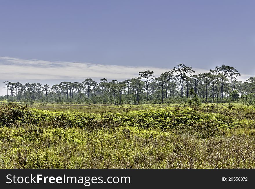 Pine trees in the forest with blue sky .