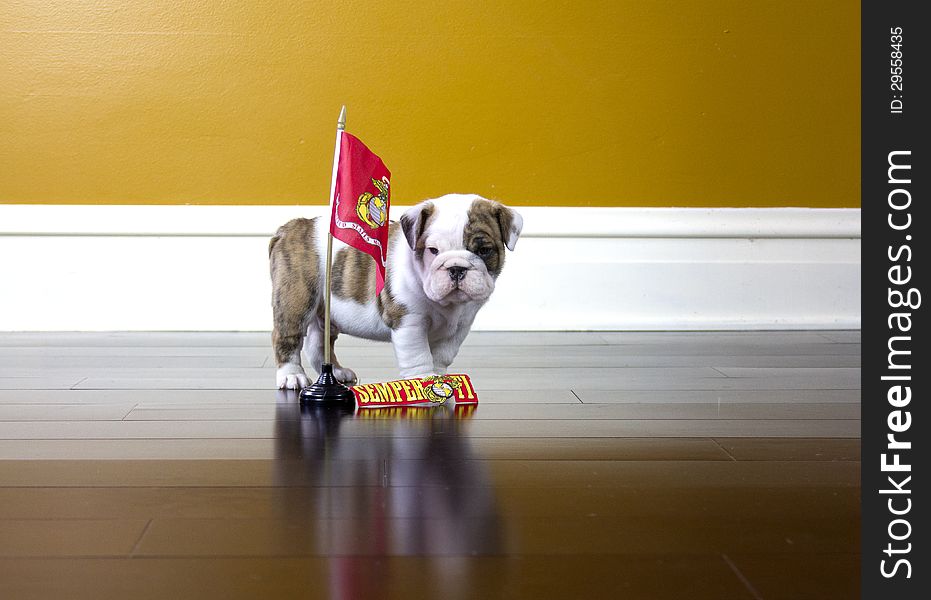 Bulldog puppy with a Marine flag and a Semper Fi patch. Bulldog puppy with a Marine flag and a Semper Fi patch