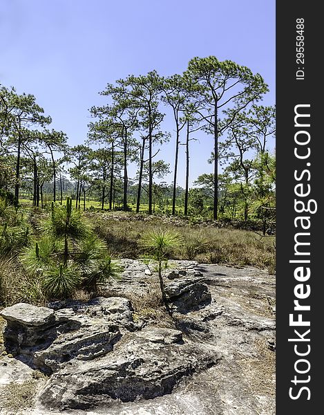 Pine trees in the forest with blue sky