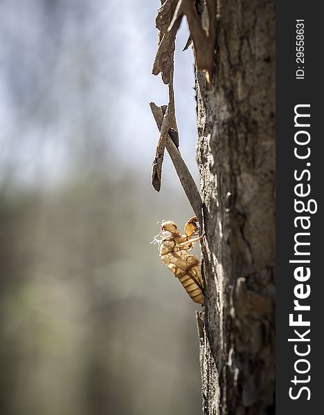 Cicada shell on old  bark tree .