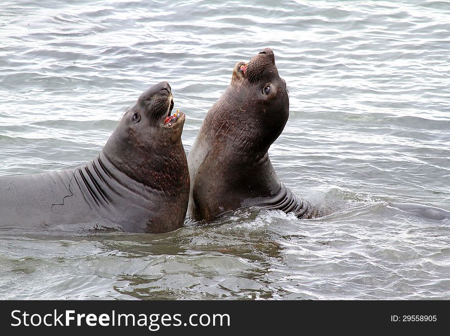 Two Immature Male Elephant Seals Play Fighting In Ocean