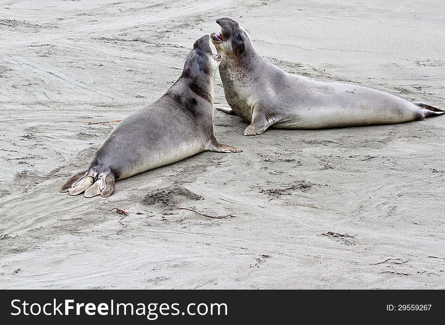 Two Immature Male Elephant Seals Play Fighting On Beach