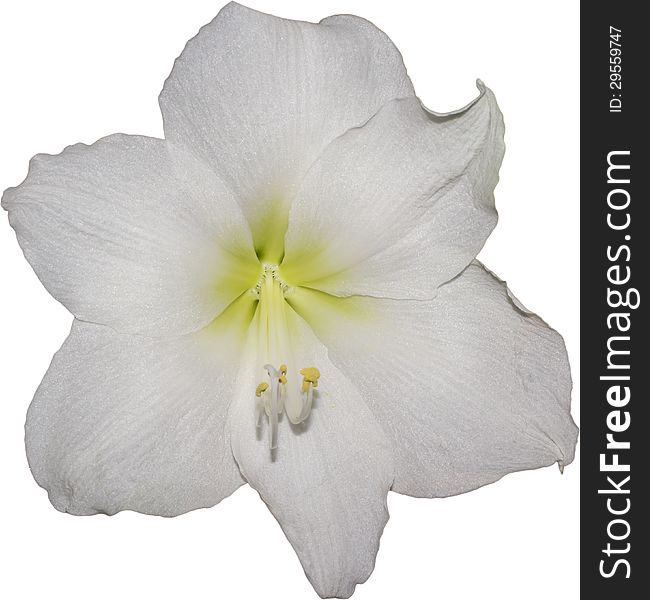 A big white lilly flower blossoming, on a white background