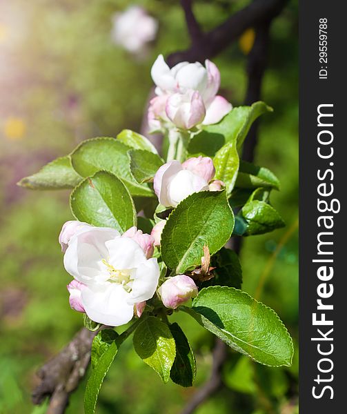 Apple flowers. See my other works in portfolio.