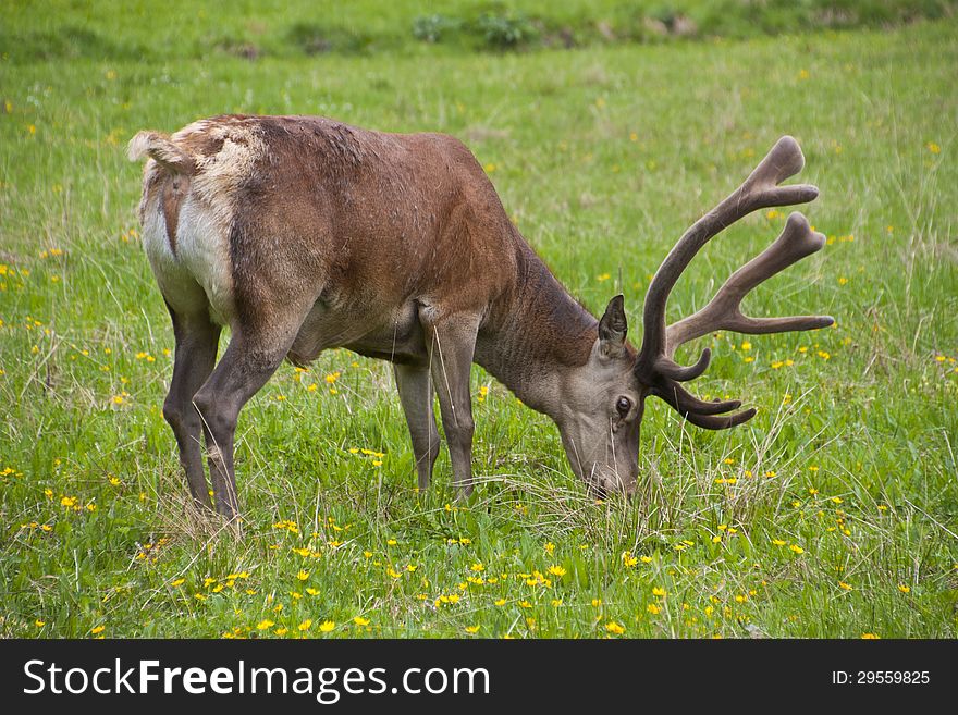 Deer grazing on the slopes of Carpathian Mountains