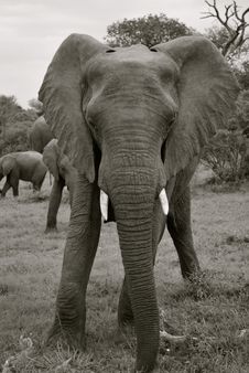 Elephant In South Africa Stock Image