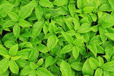 Green Leaf Royalty Free Stock Photo Green Leaf Royalty Free Stock Photo