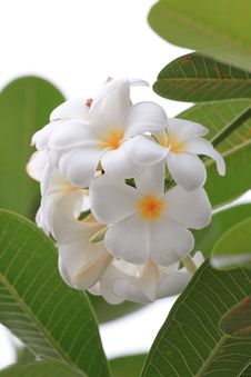 White Plumeria Flowers Stock Photography White Plumeria Flowers Stock Photography