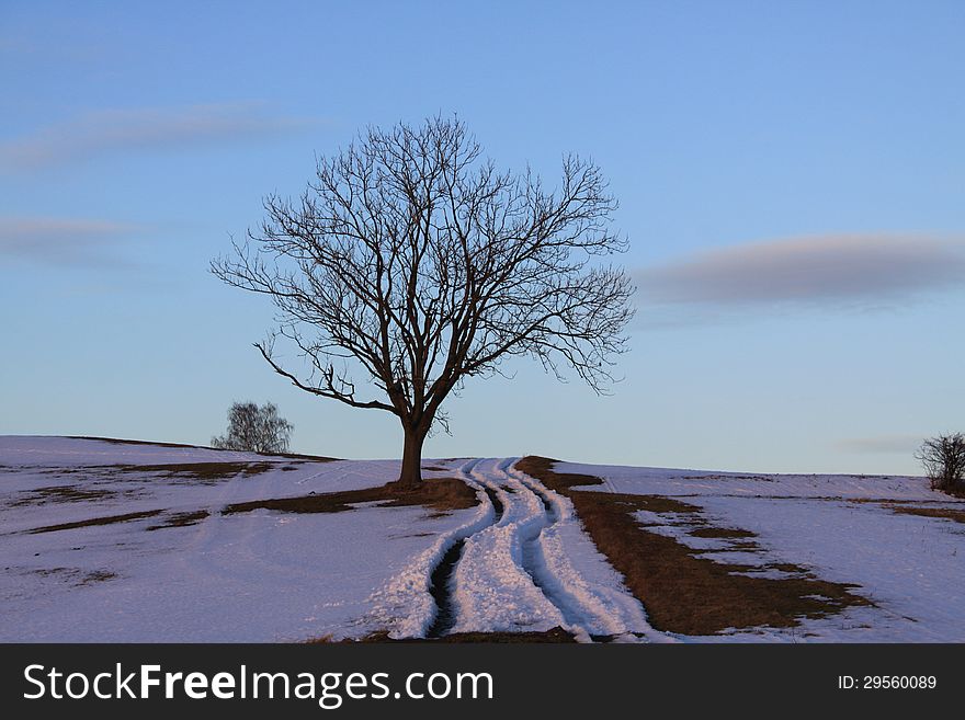 Tree in the winter landscape