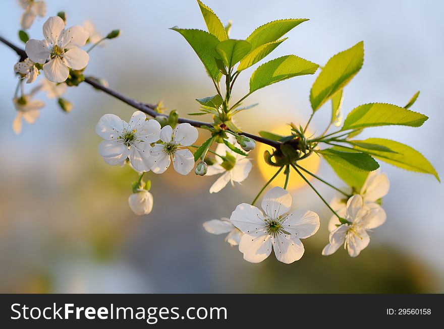 Branch of the cherry blossoms in spring