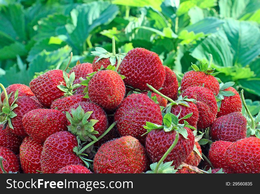Fresh ripe garden strawberries, a macro shot. Fresh ripe garden strawberries, a macro shot