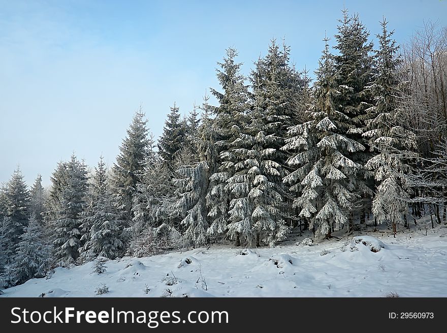 Winter coniferous trees with blue sky. Winter coniferous trees with blue sky