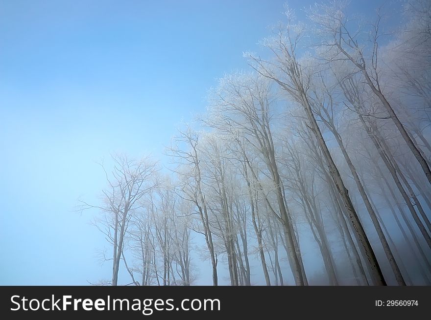 Crown beech trees in winter forest. Crown beech trees in winter forest