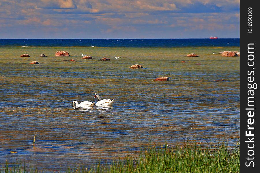 Swan is watching tightly to the camera. Swan is watching tightly to the camera