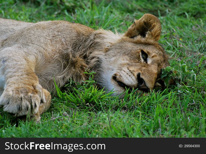 Sleepy Young Male Lion in Sabi Sands, South Africa