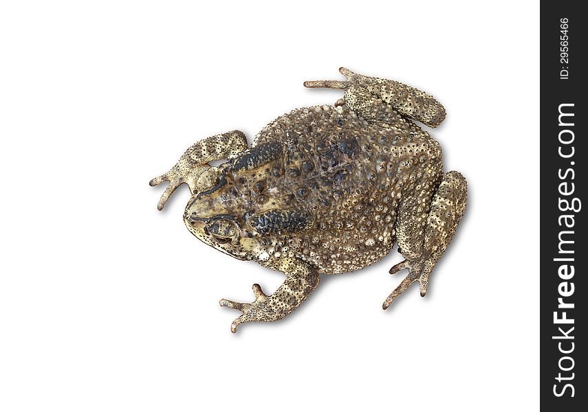 Ugly toad isolated on white background