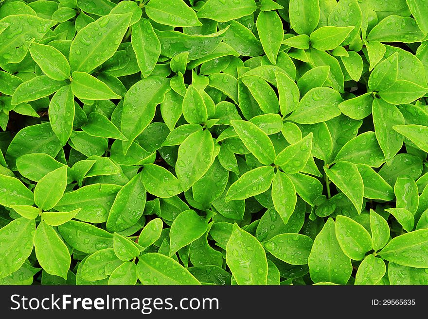 Pattern of green leaf background