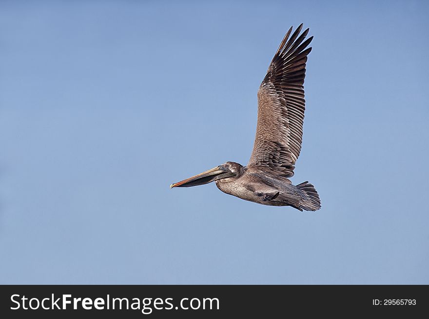 Brown Pelican in flight.  Winter in southern Florida