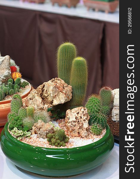 A miniature cactus in the Green pot. A miniature cactus in the Green pot.