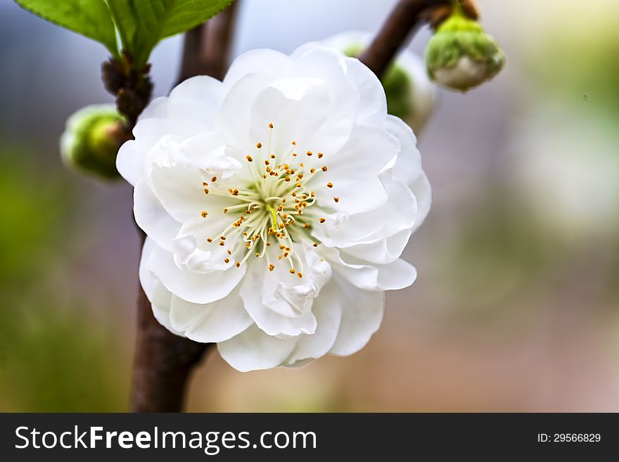 One white peach blossom