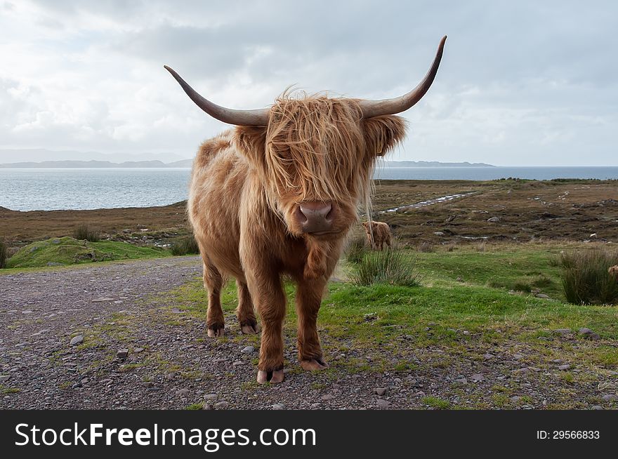 A cow in Scotland