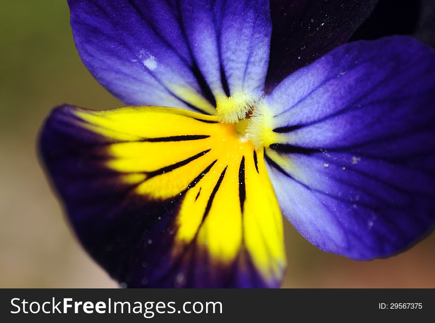 Macro of blue and yellow viola flower. Macro of blue and yellow viola flower