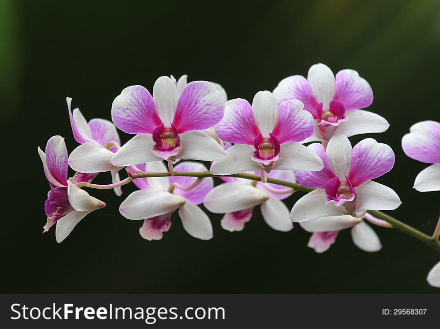 White And Pink Orchid