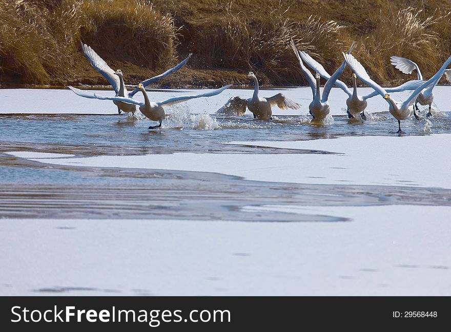 Swan Lake In Winter