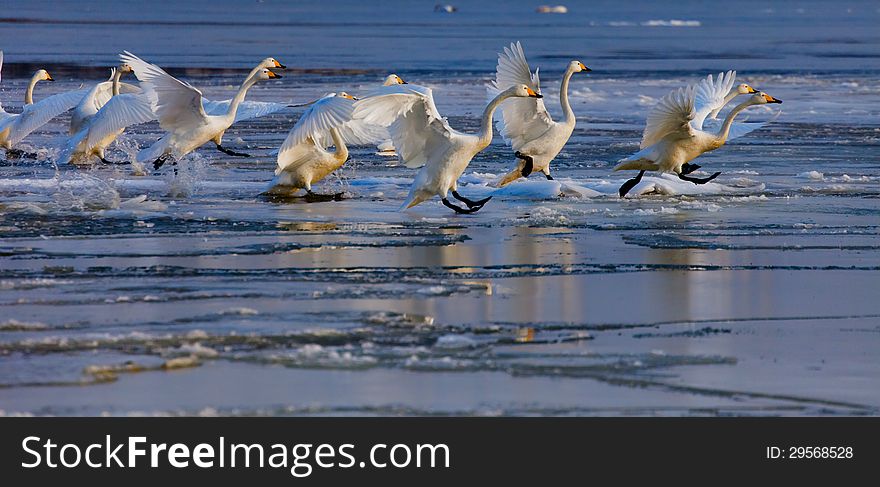 Chased each other swans in winter. Chased each other swans in winter