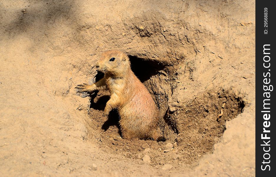 A young prairie dog looking out of its burrow