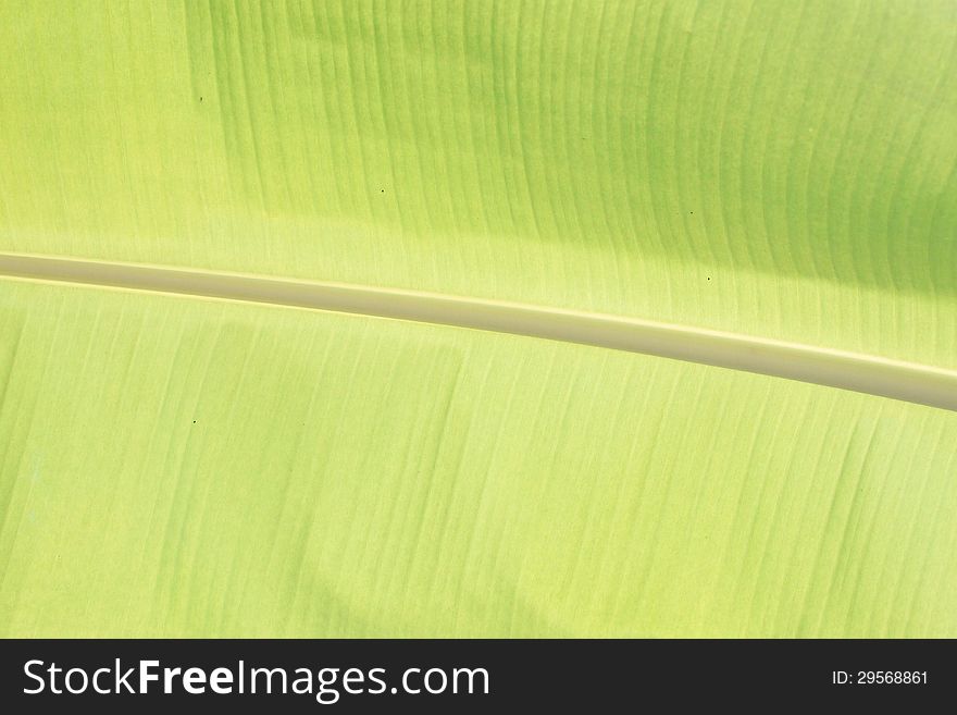 Zoom The green Banana leaf.