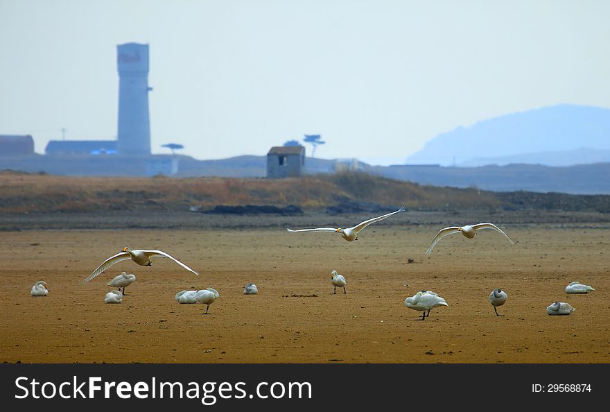 Swan protected areas in Weihai