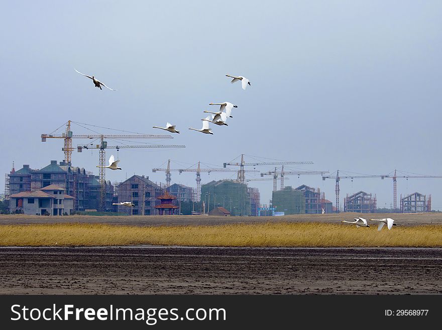 Migratory swans flying in the air. Migratory swans flying in the air