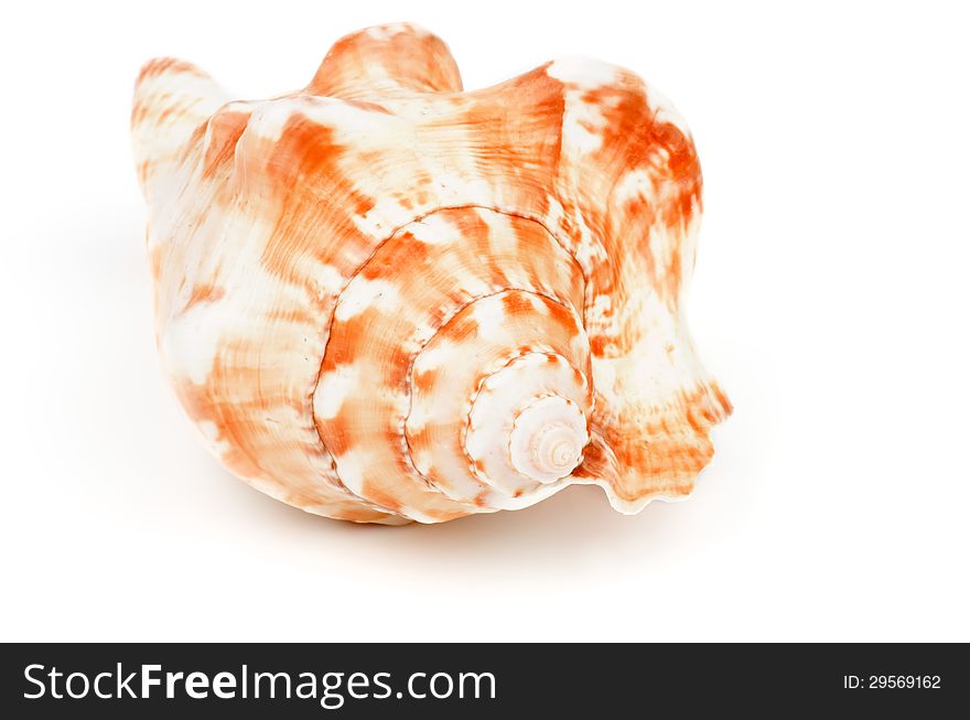 Conch Sea Shell