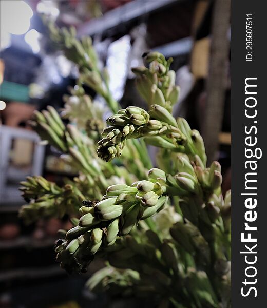 The tuberose flower or tuberose flower is a flower that is well known to many Indonesians.