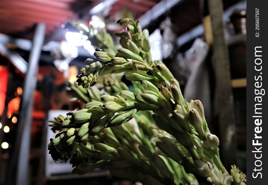 This flower is thought to have originated from Mexico and was brought to Indonesia along with the arrival of Europeans and Chinese.Usually, this flower blooms and emits a distinctive fragrance at night.So, this is where Indonesians call this flower the tuberose flower. This flower is thought to have originated from Mexico and was brought to Indonesia along with the arrival of Europeans and Chinese.Usually, this flower blooms and emits a distinctive fragrance at night.So, this is where Indonesians call this flower the tuberose flower.