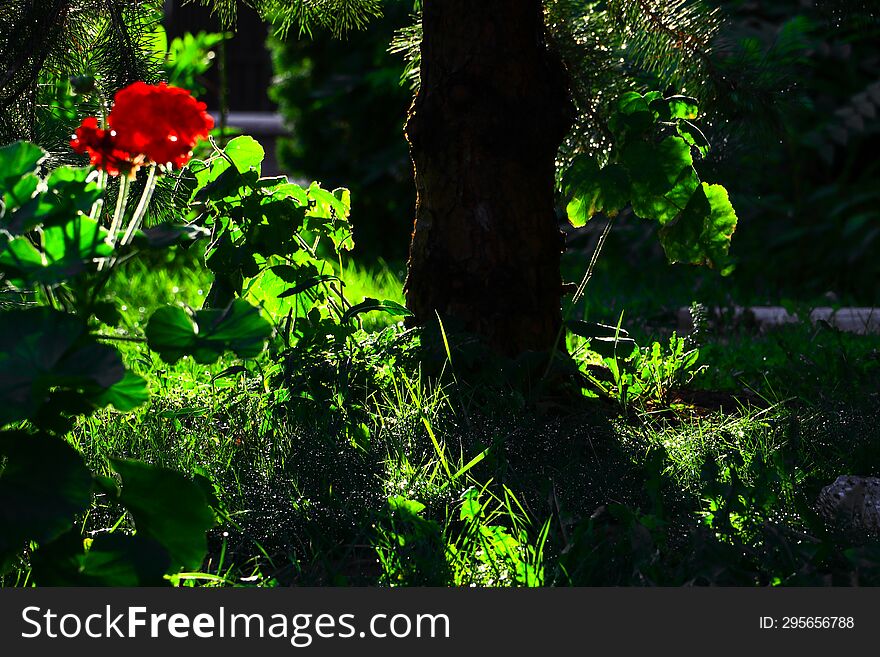 Detail View Of A Shady Dark Garden With Green Vegetation, Red Flowers And A Small Tree Trunk, Beautifully And Brightly Lit By Morn