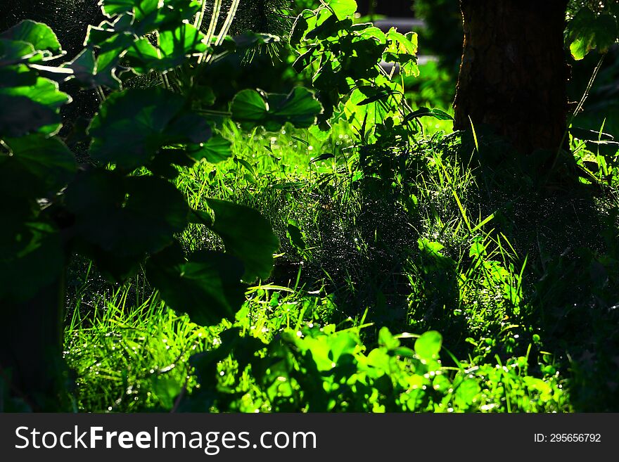 Various half-blurred green vegetation in a shady garden, brightly lit by the morning sun