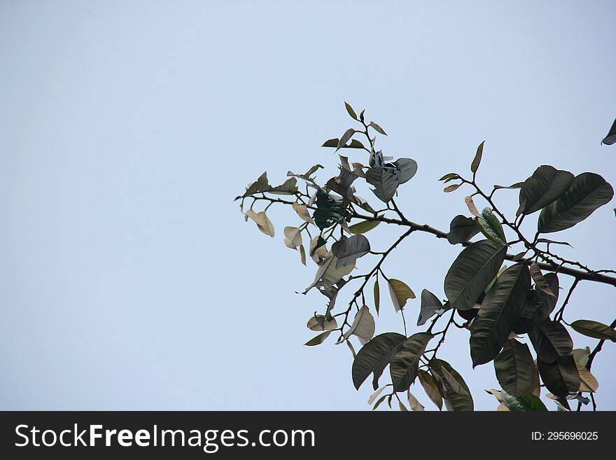 Image of leaf shoots of a tea mistletoe plant, with new leaf shoots against a bright blue sky.