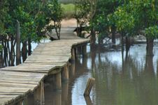 Wooden Walkway In Swamp Stock Photo Wooden Walkway In Swamp Stock Photo