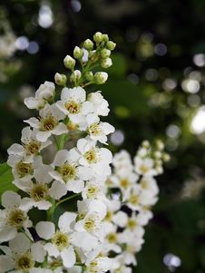 Bird-cherry Tree Flowers Stock Photo Bird-cherry Tree Flowers Stock Photo