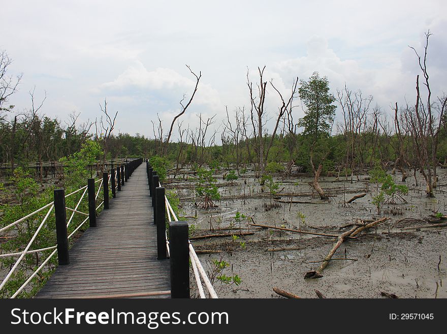 The Mangrove forest is decadent.It must be restored. The Mangrove forest is decadent.It must be restored