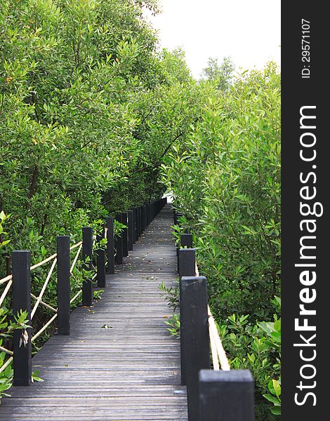 Ridge walkway go to the Mangrove forest. Ridge walkway go to the Mangrove forest.