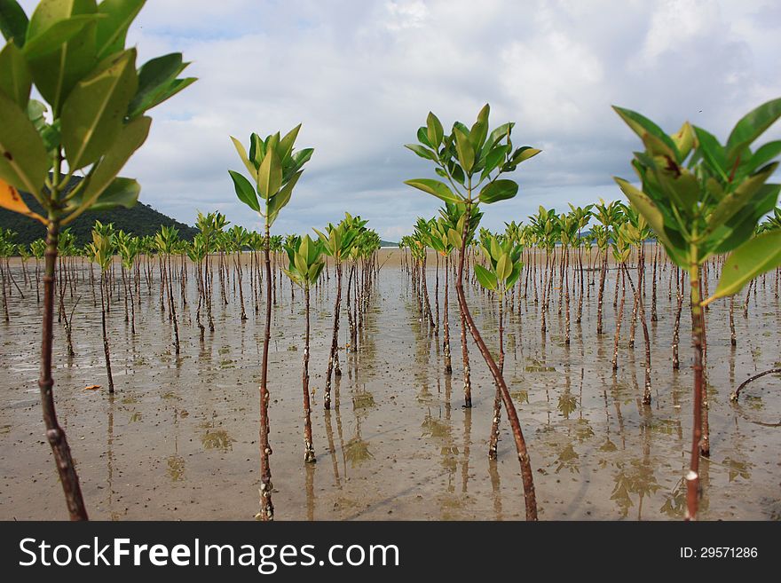 Mangrove forest on cloudy sky. Mangrove forest on cloudy sky.