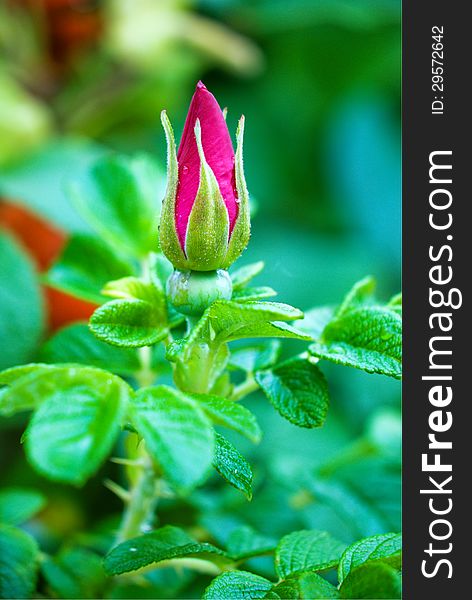 Wild rose bud wild rose bud against a green foliage